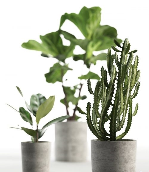 CGTrader – Cactus and Ficus in Pots 3D model