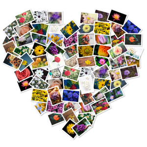 FigrCollage 2.5.14 MacOS