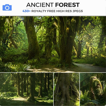 Photobash – Ancient Forest