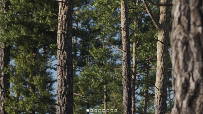 Gumroad – Vertex Trees – Scots Pines Bundle