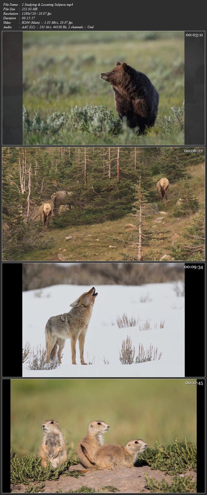 Photographing Wildlife