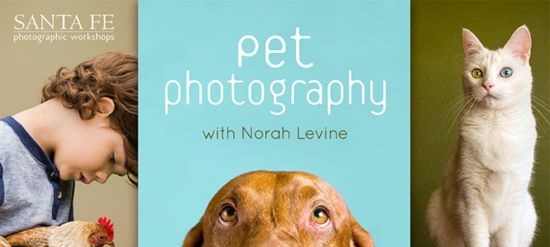 Pet Photography with Norah Levine