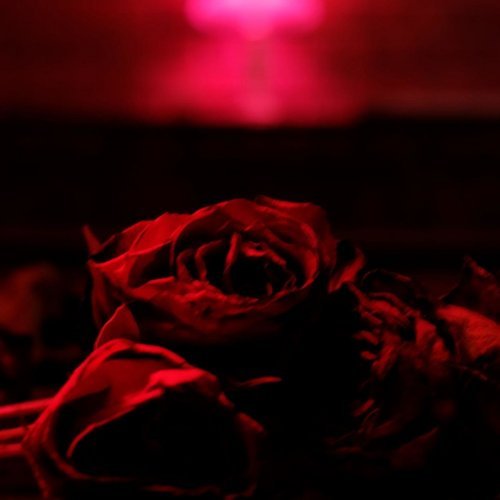 The Paper Kites – Roses (2021)