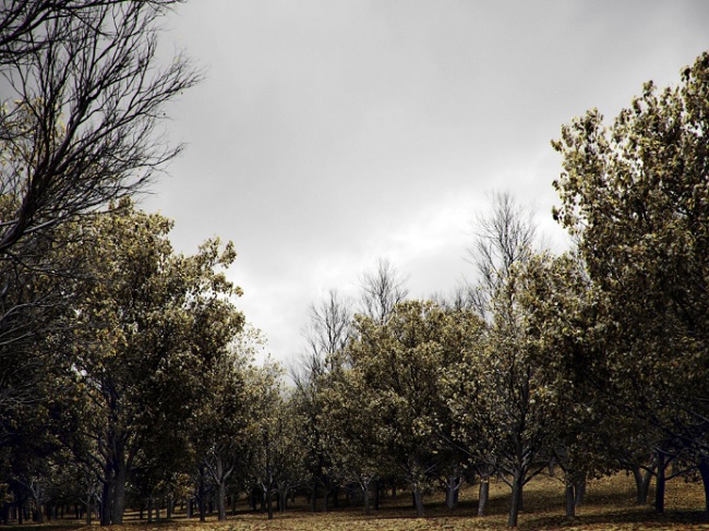 CG Helios – HeliosVegetation vol.1 – Autumn&leafless tree pack