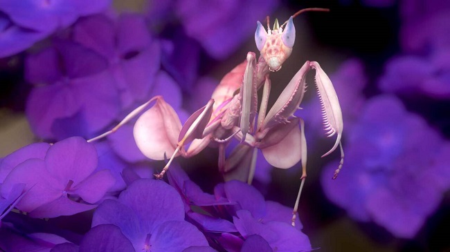 The Gnomon Workshop – Creature Modeling with Zbrush & Marmoset Toolbag