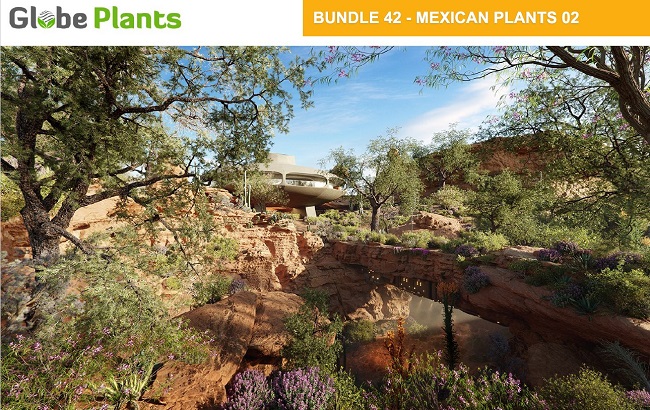 Globe Plants – Bundle 42 Mexican Plants 02