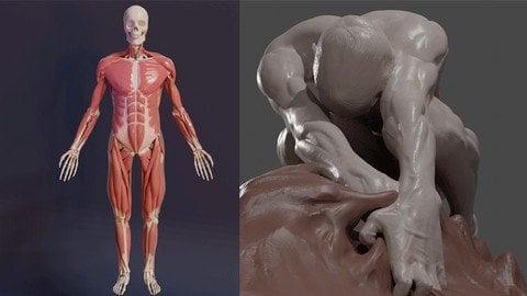 3D Anatomy: Sculpting In Blender: Master The Human Figure