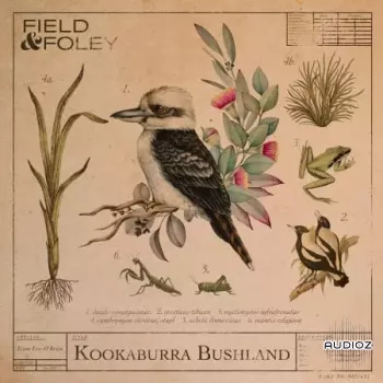 Field and Foley Kookaburra Bushland WAV-FANTASTiC screenshot