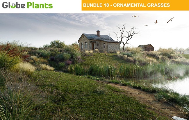 Globe Plants – Bundle 18 – Ornamental Grasses