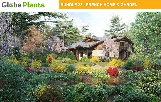 Globe Plants – Bundle 28 – French Home & Garden Plants