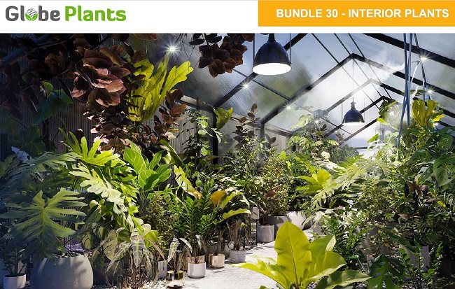 Globe Plants – Bundle 30 – Interior Pot Plants