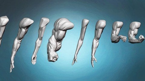 Arm And Hand Anatomy Exercises Course