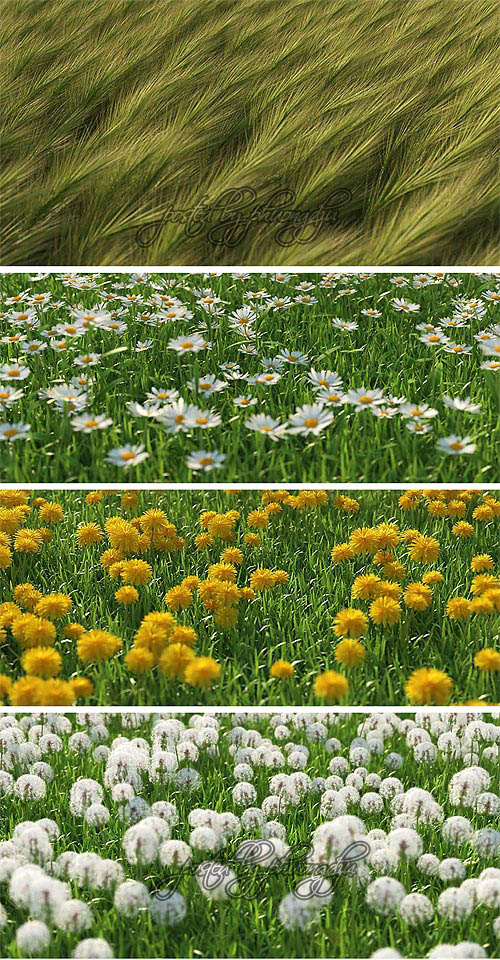 Mentor Plants HQ Grass 1 for 3ds max vray,mentalray Mentor Plants HQ Grass 1 for 3ds max vray,mentalray