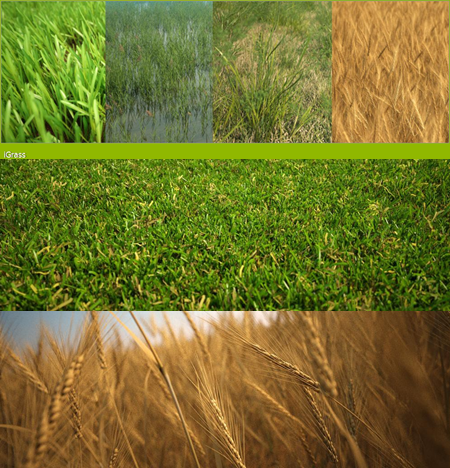 R&D Group – iGrass Vol.1 R&D Group – iGrass Vol.1