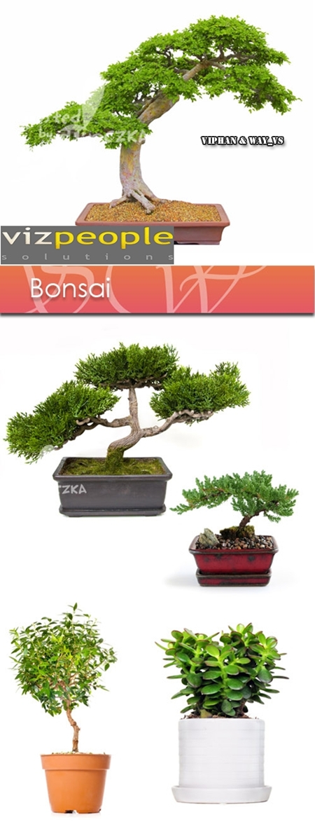 VizPeople - Bonsai