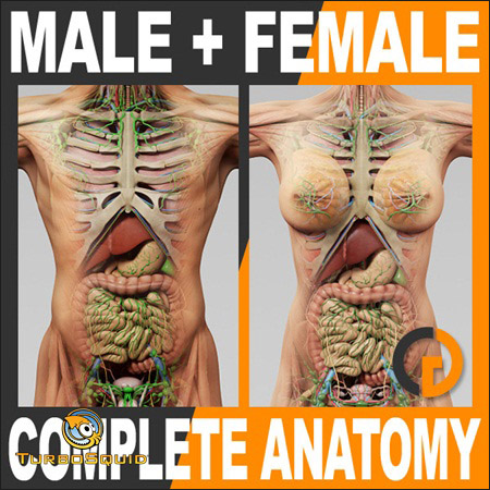 TurboSquid – Human Male and Female Complete Anatomy