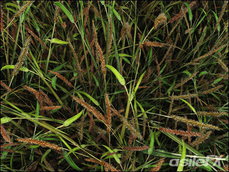AsileFX Grass Pack for Vue Vuegen