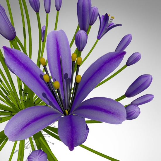 FL21-bell-agapanthus-detail_550x550