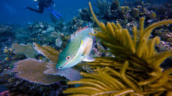 Lynda – Enhancing Underwater Photos with Photoshop