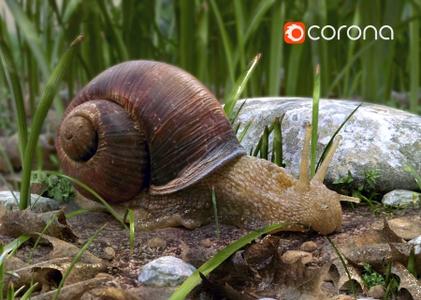 Corona Renderer 1.7 with Library of Materials