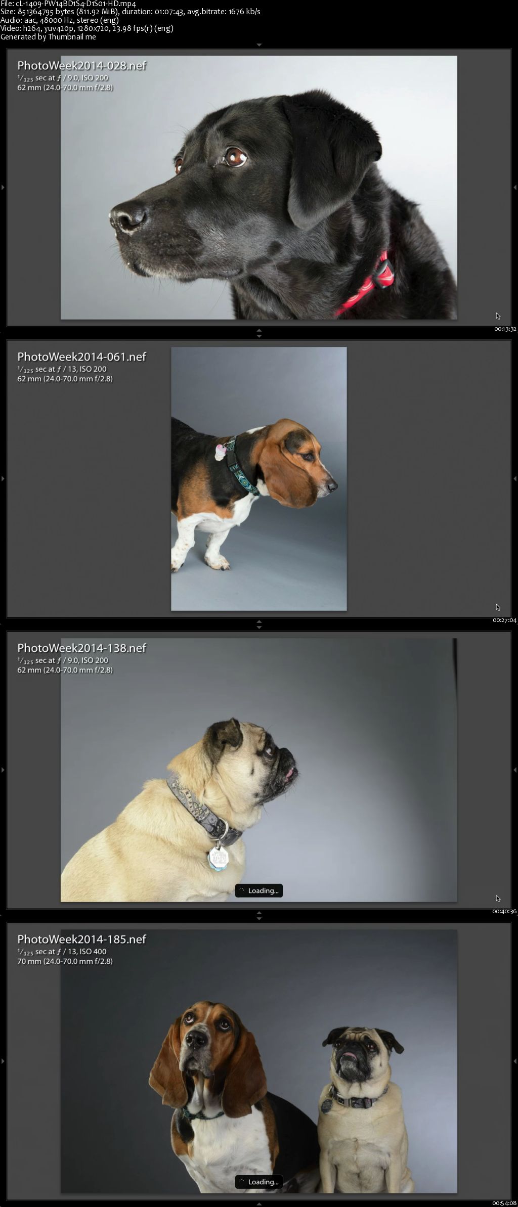 How to Shoot Pets in the Studio