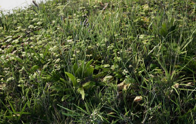 Unreal Engine 4 Marketplace – Megascans Meadow Pack
