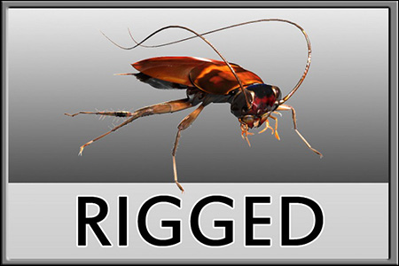 Turbosquid Cockroach Rigged