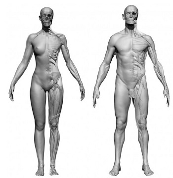 3DScan – Female and Male Ecorche Bundle