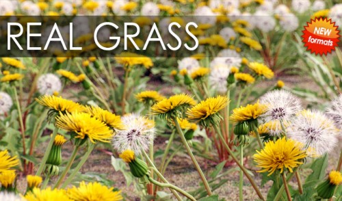 VIZPARK Real Grass for Cinema4D, Modo OBJ, FBX, LightWave 3ds Max Updated