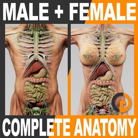TurboSquid – 3D Human Male and Female Complete Anatomy