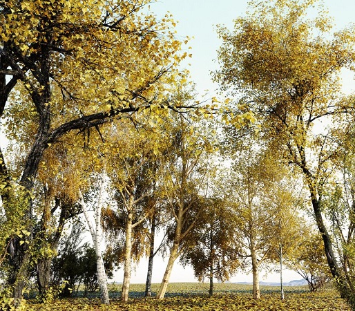 R&D iTrees vol. 1 Autumn