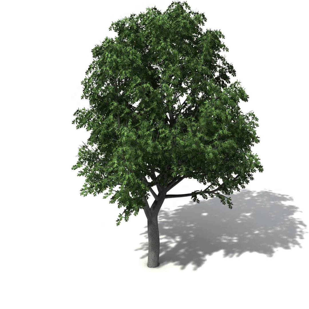 Vargo – 3D Model Trees