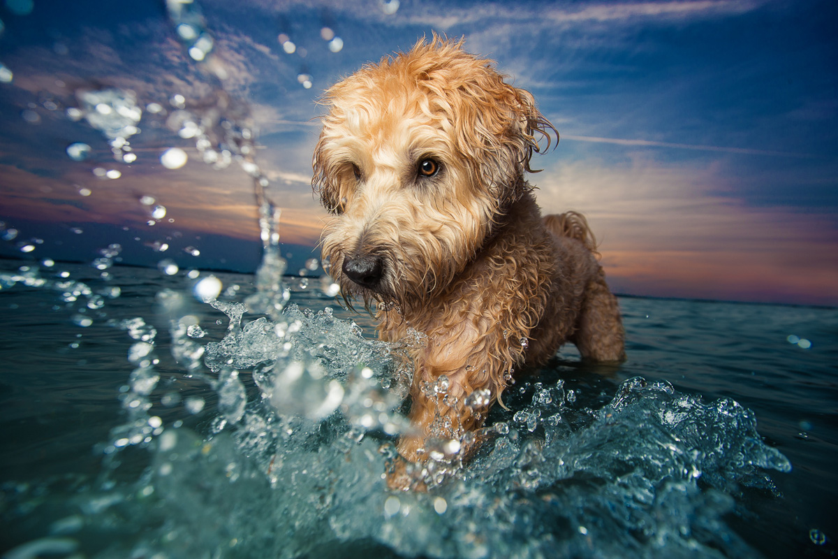 Kelbyone – The Secrets to Capturing the Best Dog Photos Ever Taken