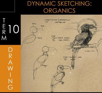 Foundation Patreon Term 10 – Dynamic Sketching: Organics